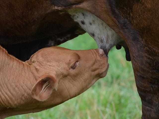 Infections of Johne&#039;s disease most commonly occur around birth or when calves are very young. (DTN/Progressive Farmer file photo)