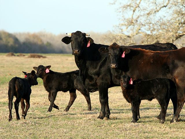 The genetics for twinning, mildly heritable, is most likely in the cow side of the herd. (Progressive Farmer file photo by Jim Patrico)
