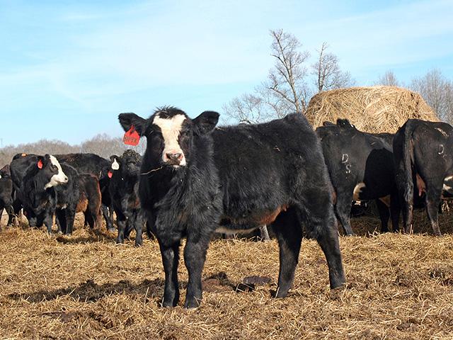 One sickly calf could be a sign of bigger problems. (DTN/Progressive Farmer file photo by Becky Mills)