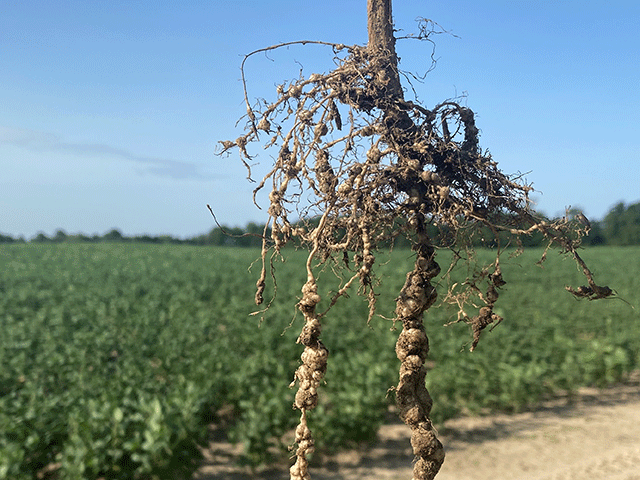 It&#039;s galling. Southern root-knot nematode can cause galls to form on soybean roots that choke the life out of the plant. Much larger than soybean nodules, these galls strip yield potential. (Photo courtesy of University of Arkansas)