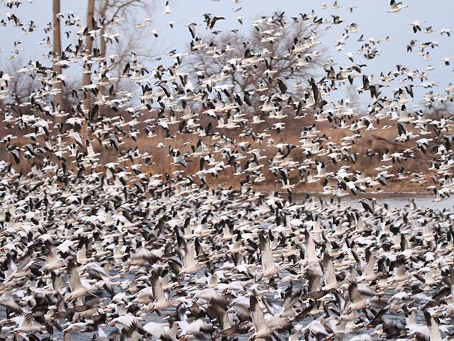 Snow geese migrating through the Mississippi flyway in 2022. Migratory waterfowl have been hit harder with highly pathogenic avian influenza with USDA finding more than 6,000 positive cases over the past year compared to less than 100 infected wild birds found through testing in 2015. Those wild birds are spreading HPAI wider this time, hitting farms in 47 states compared to just 15 states in the last outbreak. (DTN file photo by Elaine Shein) 