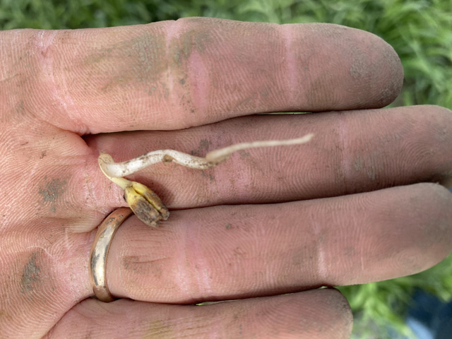 This germinated soybean seed was dug up in March by Ryan Nell on his family&#039;s farm near Beaver Dam, Wisconsin. It was part of 3 acres of soybean Nell planted on Dec. 10, 2020, to test the hardiness of soybean seed. Many seeds germinated but didn&#039;t grow. (Photo courtesy of Ryan Nell)