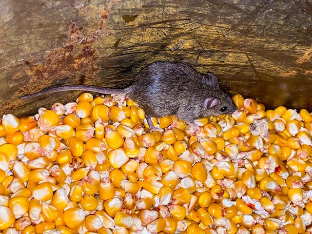Winter&#039;s weather leads mice to seek warmer homes. Unfortunately, this can lead to damage in homes as well as machinery on the farm. (Getty images)
