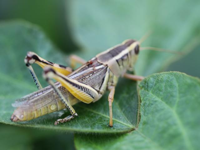 Farmers in regions that have experienced consecutive years of dry weather should be aware of the risk of grasshopper outbreaks in 2022. (DTN photo by Pamela Smith) 