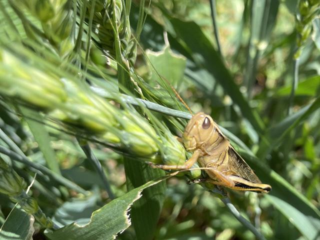 Grasshoppers are one of many yield-robbing pests and diseases spring wheat and durum still face as the crops near maturity. Yields continue to look promising on Day 2 of the Wheat Quality Council&#039;s annual Hard Spring Wheat and Durum Tour. (DTN photo by Matthew Wilde)