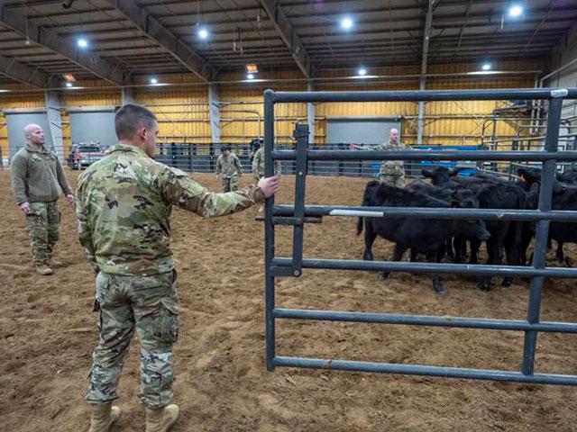 Emergencies often involve livestock, making it critical that first responders know the basics for safe handling. (Photo courtesy of Oklahoma State University Extension)