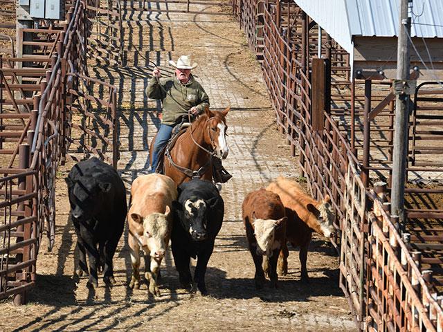 Key information sources to help cattle producers see current price data are available today across a wide variety of platforms. (DTN/Progressive Farmer file photo)