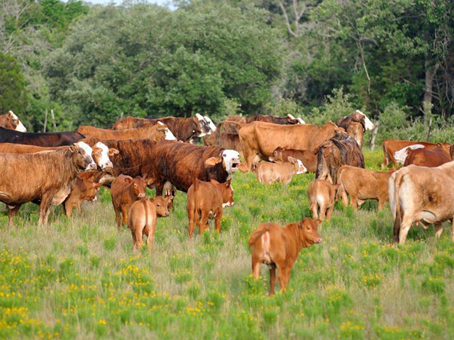 Some plants, as well as infectious agents, can cause abortion in the cow herd. (DTN/Progressive Farmer file photo by Jim Patrico)