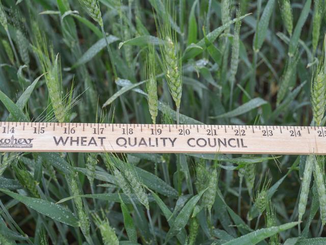 The annual Wheat Quality Council Hard Winter Wheat tour is run from May 16-19, predominantly assessing fields in Kansas. Crop scouts will take yield estimates in random fields and check for disease and quality issues. (DTN photo by Matthew Wilde)