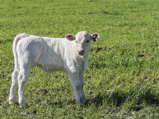The first three weeks of a calf&#039;s life is when it is most vulnerable to loss. (DTN/Progressive Farmer file photo by Becky Mills)