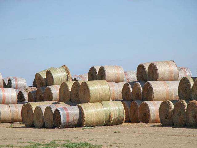 The drought in the Great Plains this growing season has had a negative effect on forage production, especially in Nebraska. Some cattle producers are already buying and stockpiling hay to meet their winter needs. (DTN photo by Elaine Shein)