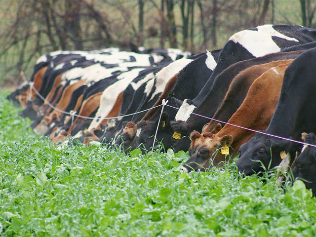 Bloat can be deadly in cattle, and any change in diet can cause it. Don&#039;t turn hungry cattle out onto a new forage, instead let them adapt gradually with other feed resources available. (DTN/Progressive Farmer photo by Mark Parker)