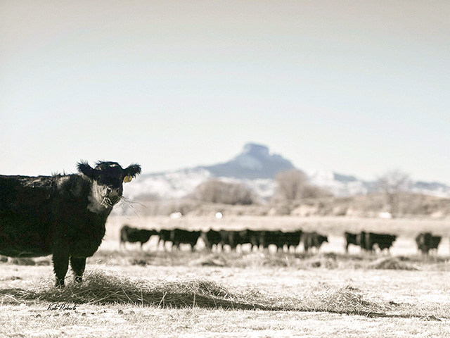 Cattle graze ahead of the early winter storm forecast to cross the High Plains this weekend. (DTN photo by ShayLe Stewart)