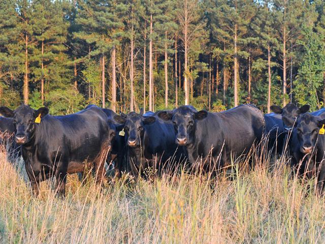 Consider how many pounds a heifer will need to gain from weaning to breeding and whether those resources are going to be there through the winter. (DTN/Progressive Farmer file photo)