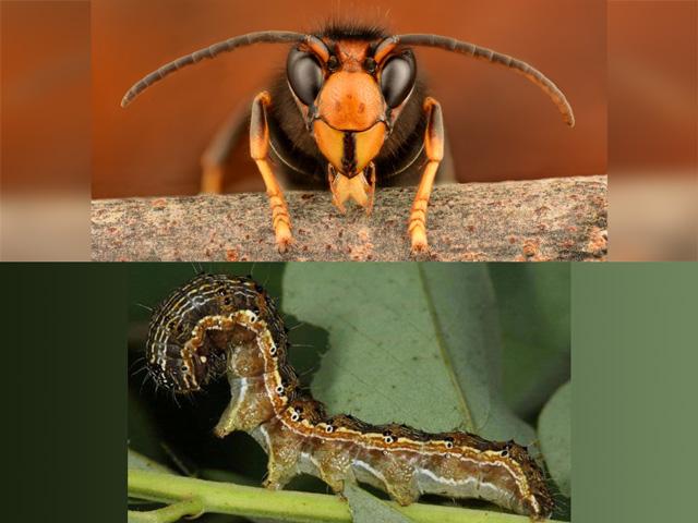 If you're worried about the Asian Giant Hornet, aka the Murder Hornet, here's a reminder of another scary pest, the Old World Bollworm, that never quite lived up to its reputation in the U.S. (Photos courtesy Gilles San Martin and Gyorgy Csoka, Hungary Forest Research Institute)