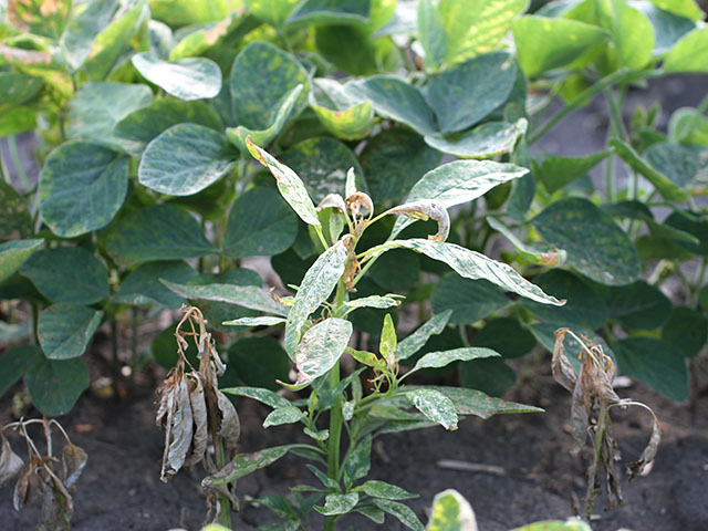 Dying weeds alongside live ones, like these waterhemp plants, are a classic sign of herbicide resistance developing. (DTN file photo by Pamela Smith)