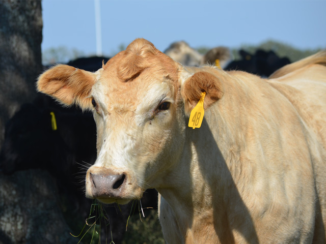 Recognize, prevent and treat common ailments early to minimize their impact on the herd as a whole. (Progressive Farmer photo by Victoria G. Myers)