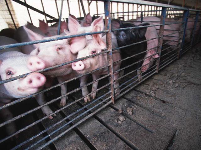 California businesses and consumers brace for possible pork shortages when Proposition 12 takes effect on Jan. 1, 2022. (DTN file photo)