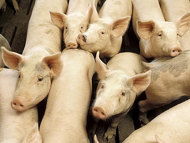 Rabobank said the pork supply chain in the United States could face disruptions when California&#039;s Proposition 12 takes effect in 2022. (DTN file photo)