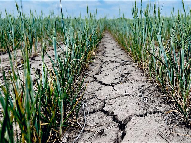 A drought-stressed wheat field in Kansas was one of many seen in the state on Tuesday, the first day of the hard winter wheat tour. The tour continues Wednesday and Thursday. (DTN/Progressive Farmer photo by Joel Reichenberger) 