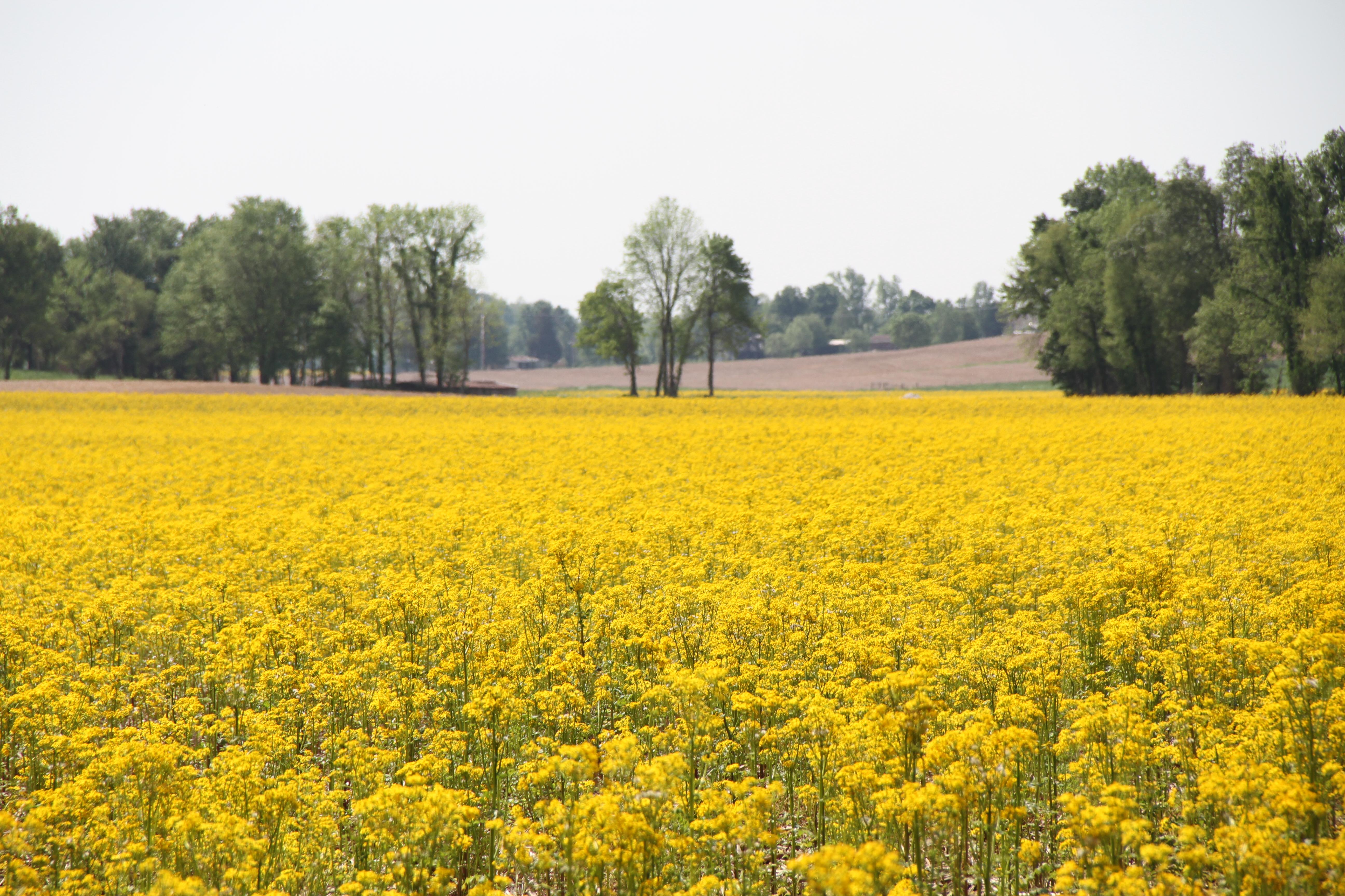 Those yellow flowers showing up in fields and pastures are a toxic weed called butterweed or cressleaf groundsel. (DTN photo by Pamela Smith)