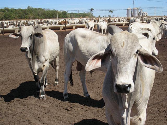 The National Cattlemen&#039;s Beef Association called on USDA to immediately stop allowing Brazilian beef into the U.S. (DTN/Progressive Farmer file photo for purposes of illustration only)