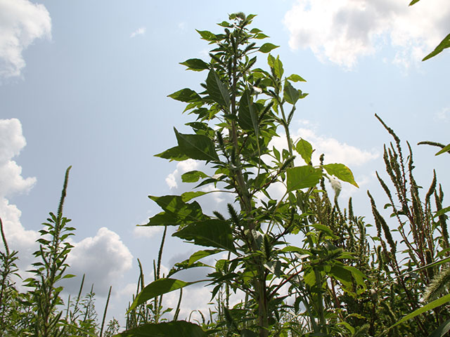 Auxin control of pigweeds such as Palmer amaranth is waning due to herbicide resistance. Weed specialists suggest farmers increase rates when warranted, use multiple sites of action and layer residuals to battle weeds. (DTN photo by Pamela Smith)