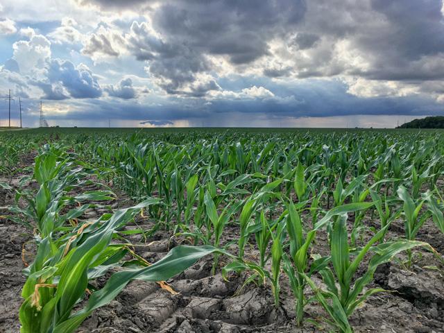 Biological nitrogen-fixing products have been marketed as an option for reducing fertilizer rates while maintaining yields, but new university trials found little benefit. (DTN photo by Pamela Smith)