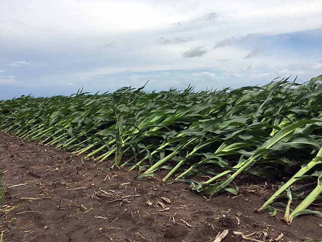 This field north of Sullivan, Illinois, endured some damage after a storm swept through and rain and winds flattened the crop. (DTN photo by Pamela Smith)