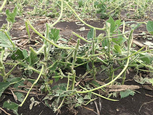 Will this field recover? Hail battered this central Illinois soybean field located near Lowder, Illinois, last week. (DTN photo by Pamela Smith)