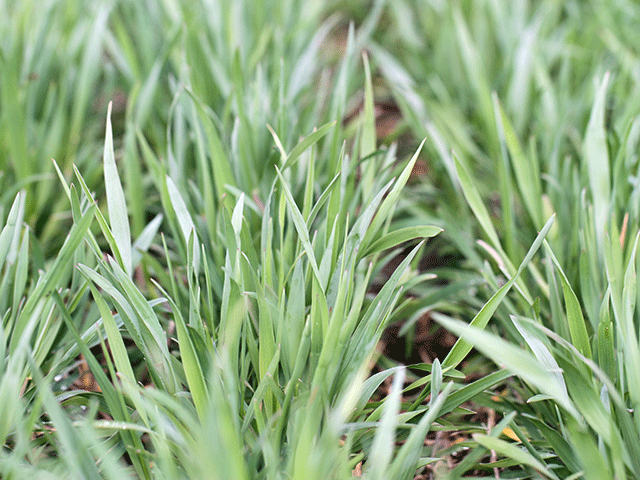 Cover crops such as cereal rye and no-till planting increase soil carbon. More farmers would be able to get technical assistance and be certified for a carbon credit program under the Growing Climate Solutions Act, which advanced out of committee in the Senate on Thursday. The Biden administration also used a climate summit on Earth Day to promote plans that would reduce U.S. emissions by 50%. (DTN photo by Pamela Smith)