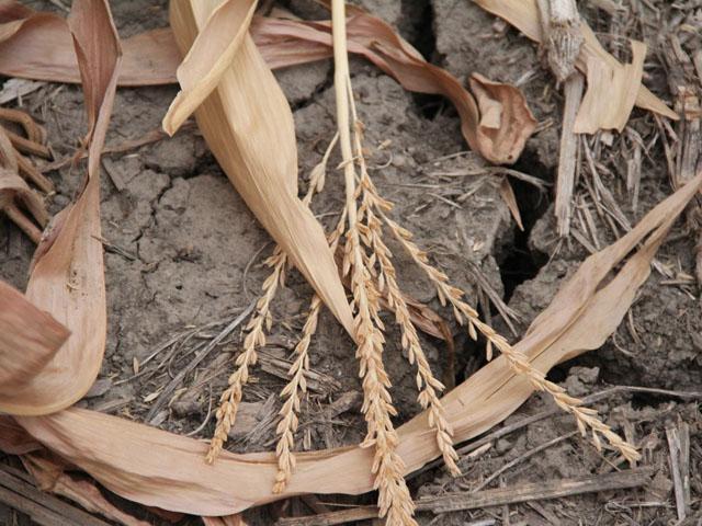 A pair of senators want to change the rules for prevented-planting coverage to allow producers one-in-five years to plant and harvest a crop in certain extreme drought conditions instead of one-in-four years. (DTN file photo) 