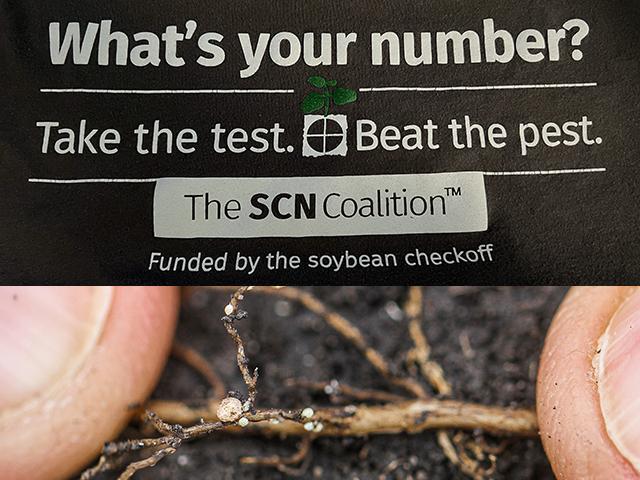A T-shirt slogan begs the question of why farmers don't test for the biggest yield-robbing pathogen in soybean. (DTN photos by Pamela Smith)