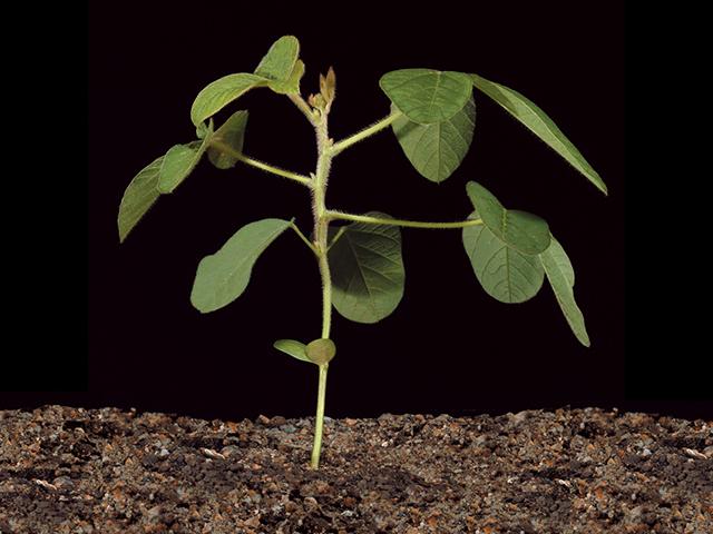 In Illinois, Indiana and Iowa, over-the-top dicamba application must cease after soybean plants reach the V4 growth stage, as seen here. (Iowa State University Extension and Outreach photo)