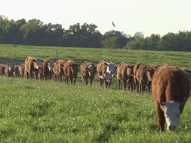Sustainable beef management methods differ based on where cattle are raised. (DTN/Progressive Farmer file photo by Jim Patrico)