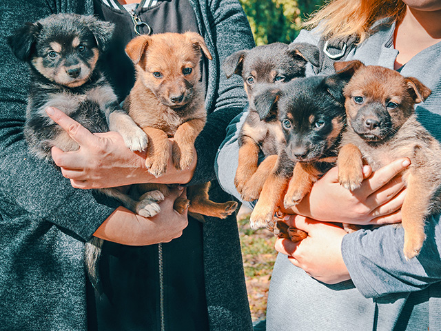 A litter of puppies can have multiple sires, which may explain why littermates can look so different sometimes. (Shutterstock)