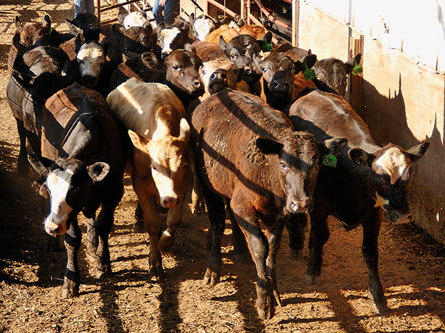 An analysis of the Cattle Price Discovery and Transparency Act by Texas A&M University shows it would increase negotiated cash cattle sales by about 2.3 million head. Most of that shift in cattle marketing would come in southern Plains states such as Texas and Oklahoma. (DTN file photo) 