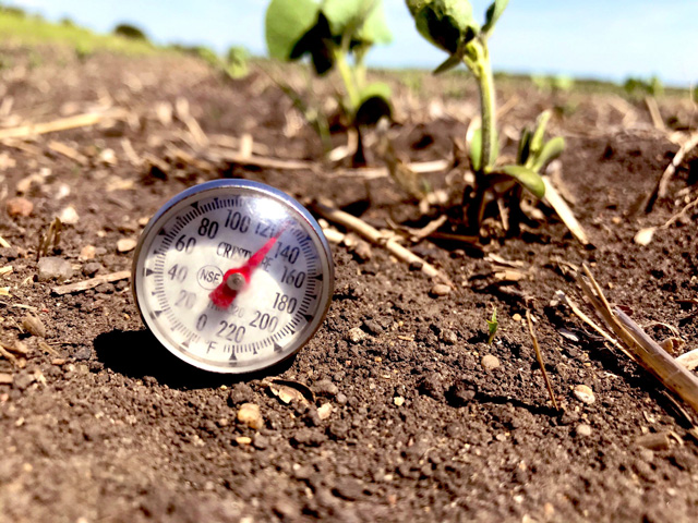Soil temperatures soared to nearly 130 degrees in this soybean field in northeastern North Dakota this past weekend, a harsh blow to crops already struggling with a worsening drought in the Northern Plains. (Photo courtesy of Jason Hanson) 