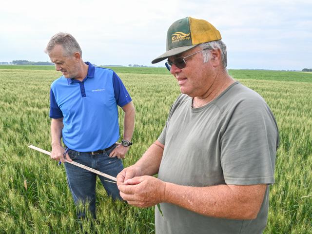 Jay Nord, right, a farmer near Wolverton, Minnesota, scouts for insect pressure in his spring wheat on Day 1 of the Wheat Quality Council&#039;s annual Hard Spring Wheat and Durum Tour on Tuesday, July 26. Nord accompanied scouts, such as Kevin Kloberdanz with Grain Craft, who were checking yields and crop quality in his and other fields in the area. (DTN photo by Matthew Wilde)