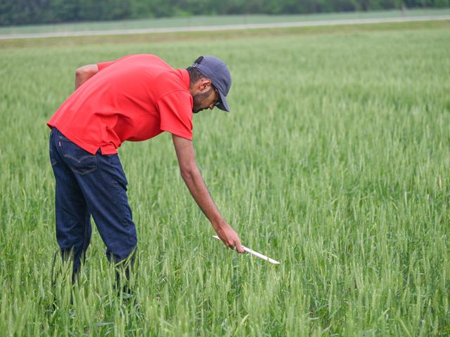 Jeeten Mistry, ingredients specialist for McKee Foods, maker of Little Debbie snack treats, assesses a hard red winter wheat field 15 miles south of Abilene, Kansas, on Day 3 of the Wheat Quality Council&#039;s Hard Winter Wheat tour. The field, checked on Thursday, May 19, was projected to average 40 bushels per acre. (DTN/Progressive Farmer photo by Matthew Wilde)