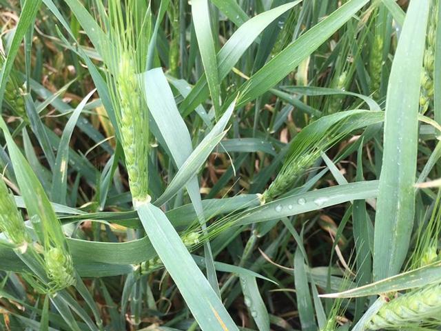 This week, a modified wheat tour is taking place across Kansas. The first day took in the northwest and north-central sections of the state. (Photo courtesy of KSU Wheat and Forage Extension Pathology)