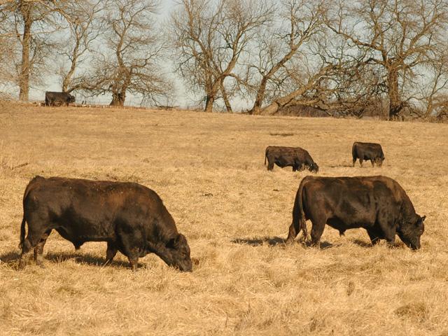 Bull management is important as half of a cow/calf herd&#039;s genetics come from bulls. (DTN photo by Jim Patrico)