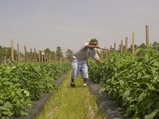 A farmworker adjusts tomato plants at a commercial tomato farm in Florida. A hearing in Congress on Monday looked at certain industries that are excluded from the Fair Labor Standards Act. Lawmakers from each party highlighted the challenges facing farmers who need the employees, and workers who want more pay. (DTN/Progressive Farmer photo by Jim Patrico)