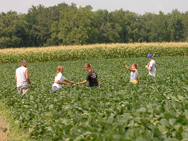 To control herbicide-resistant weeds, farmers need to consider all eradication methods, including pulling or cutting weeds. This family was pulling weeds in an organic soybean field, but hand weeding should also be considered in herbicide-tolerant and non-genetically modified soybeans. (DTN/Progressive Farmer photo by Jim Patrico)