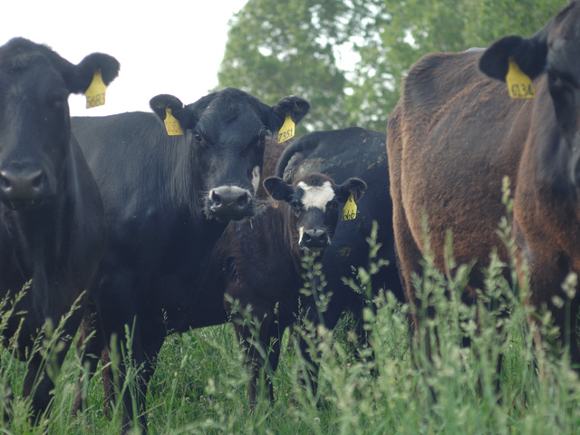 Drought over nearly two-thirds of Kansas is pushing cow/calf producers there to alter their management practices. Managed correctly, early weaning of calves is one such practice. DTN photo by Jim Patrico