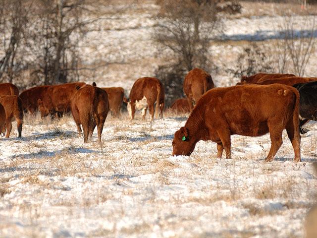 Depending on forages and location, grazing after that first frost can create serious health problems in cattle. (DTN/Progressive Farmer file photo by Jim Patrico)