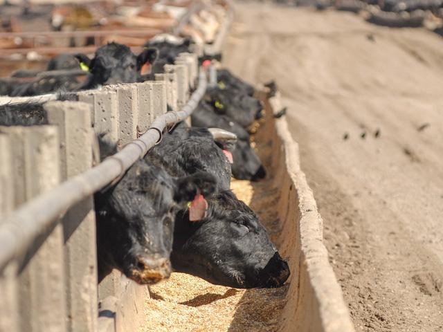 Given the market&#039;s recent developments, it would appear there are starkly fewer market-ready cattle in the system than what was portrayed. (Photo by Jim Patrico)