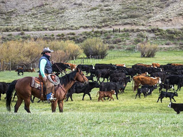 Travis and Sarajane Snowden ranch in Colorado&#039;s Yampa Valley, with a spring-calving season that has most of their calves headed to market by late October. (DTN/Progressive Farmer file photo by Joel Reichenberger)