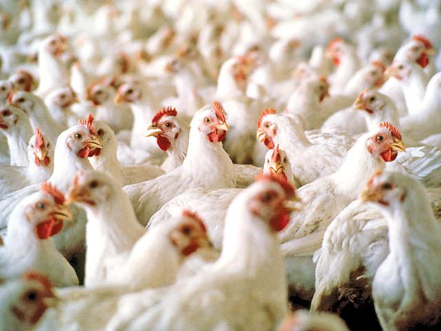 The last time the U.S. experienced a major outbreak of highly pathogenic avian influenza was in 2015 when a strain of the virus, H5N2, swept through the Midwest. Nationally, the virus led to the death of more than 48 million chickens and turkeys on 223 farms across 21 states. (DTN file photo)