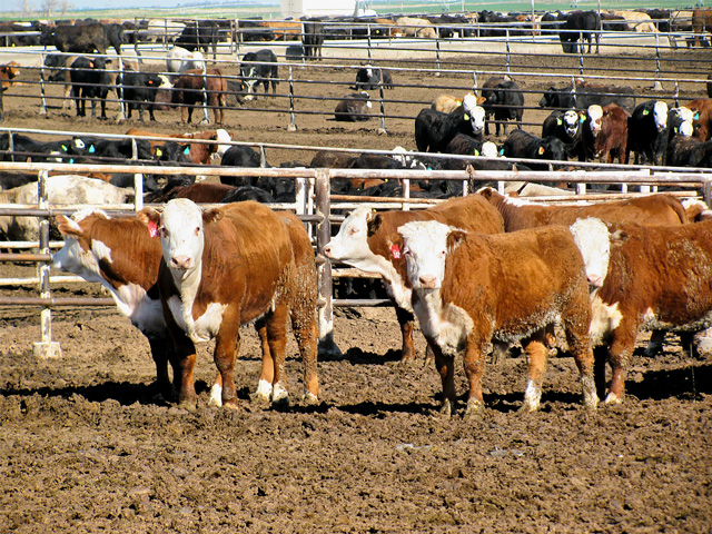 To help prioritize cattle as they move through the feedlot system in the days to come, operators are advocating a set-aside program. (Progressive Farmer photo by Victoria G. Myers)
